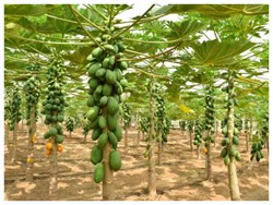 Papaya Farming a Profitable Business in Assam