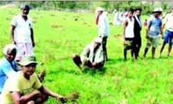 Agriculture Revolution of Laxmi Cooperative Society in Tamulpur district cultivation of dal on 500 bighas land