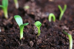 Environmental & Health Benefits of Organic Farming