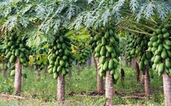 papaya farming earn crores of rupees