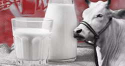 best way to get more quantity of milk from animals