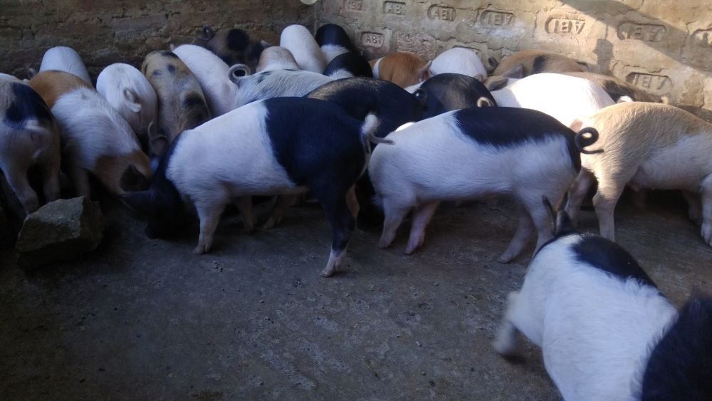Pig Farming a Profitable Business in Assam