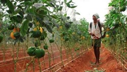 Farmers will now get a grant of 20 thousand on the cultivation of vegetables