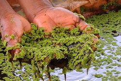 Importance of azola in Paddy Cultivation