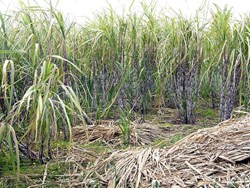 How to get higher yield of sugarcane