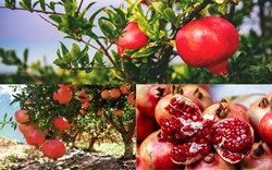 Largest Pomegranate Producer Country