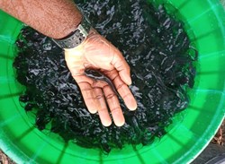 About Cat Fish Farming