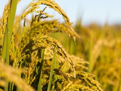 A few facts to know before cultivating kharif crops