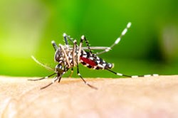 5 home remedies to get rid of mosquitoes in summer-
