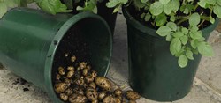 How to Grow Potatoes in a Container?