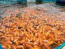 rainy season business idea will make you millionaire