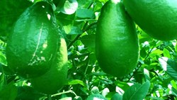 How to pinch the unnecessary branches of lemon tree?