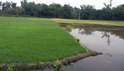 agricultural measures to be taken in view of floods