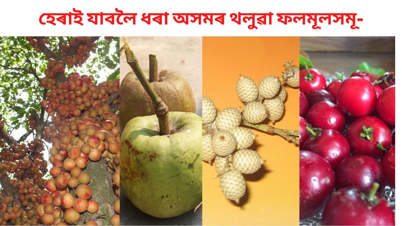 Indigenous fruits of Assam