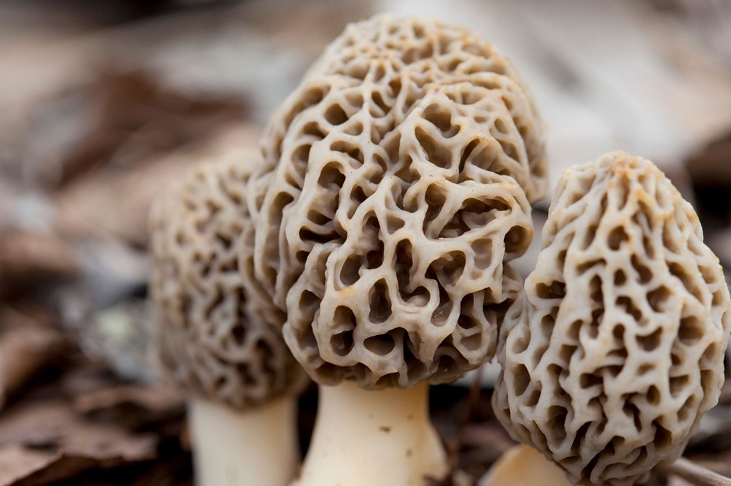 Morel mushrooms are the victims of changing climate