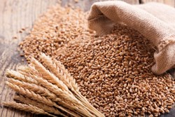Cultivate sharbati wheat for profitable income