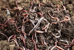 A Half Lakh Rupees Every Month From Vermicomposting Business
