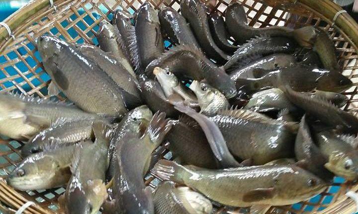 Indigenous  fish of Assam and its conservation