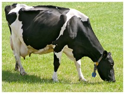 Jersey cow is for Milk Production