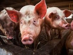 Care and management of pregnant sow
