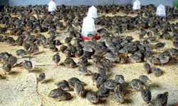 How to Quail farming on a commercial basis?