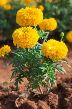 marigold flower farming process