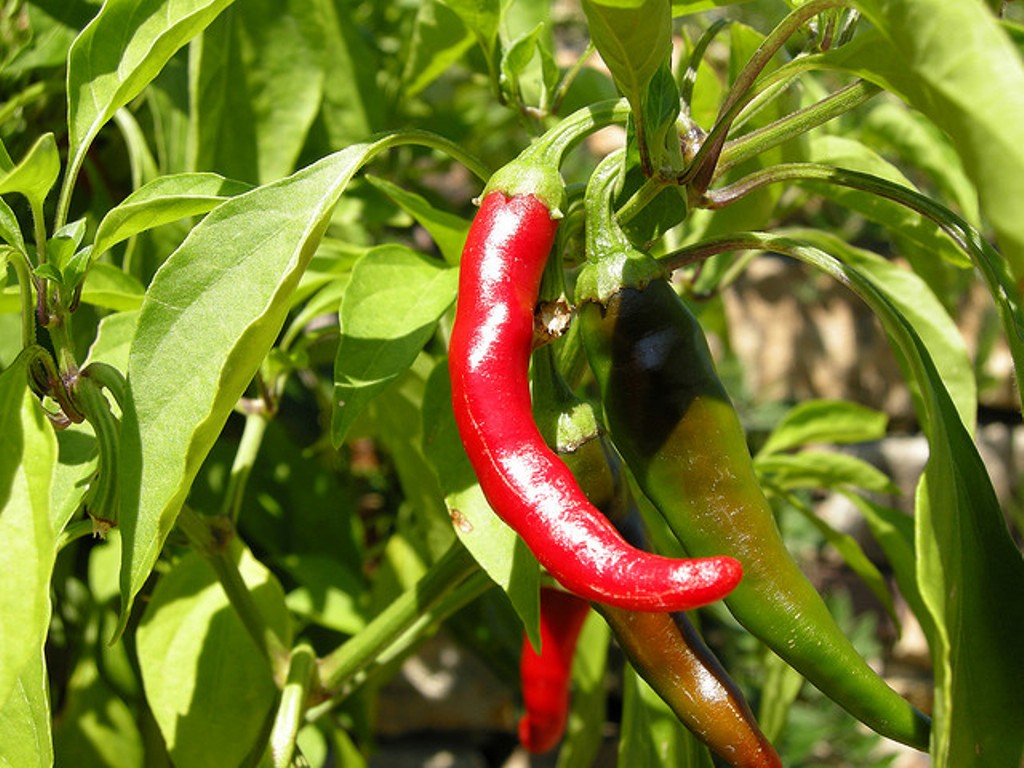 Chilli Pest and Diseases