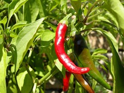 What to do to prevent pests and diseases in chilli cultivation