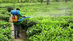 Hel'platys attack on tea tree
