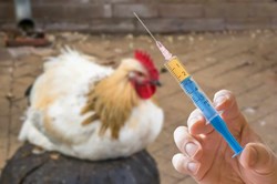 Various Diseases of Poultry and its Remedies
