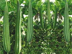 Ridge Gourd Cultivation