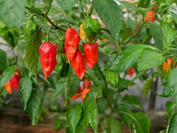 A few facts to know before cultivating chillies on a commercial basis