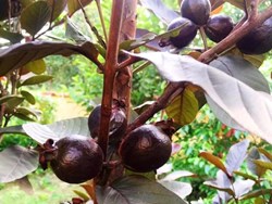 Health Benefit Black Guava