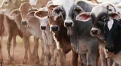 Best Livestock Farming Business Ideas