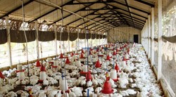 broiler chicken farming business plan