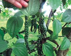 Black Pepper Farming in Assam
