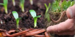 How Organic Farming Benefits the Environment