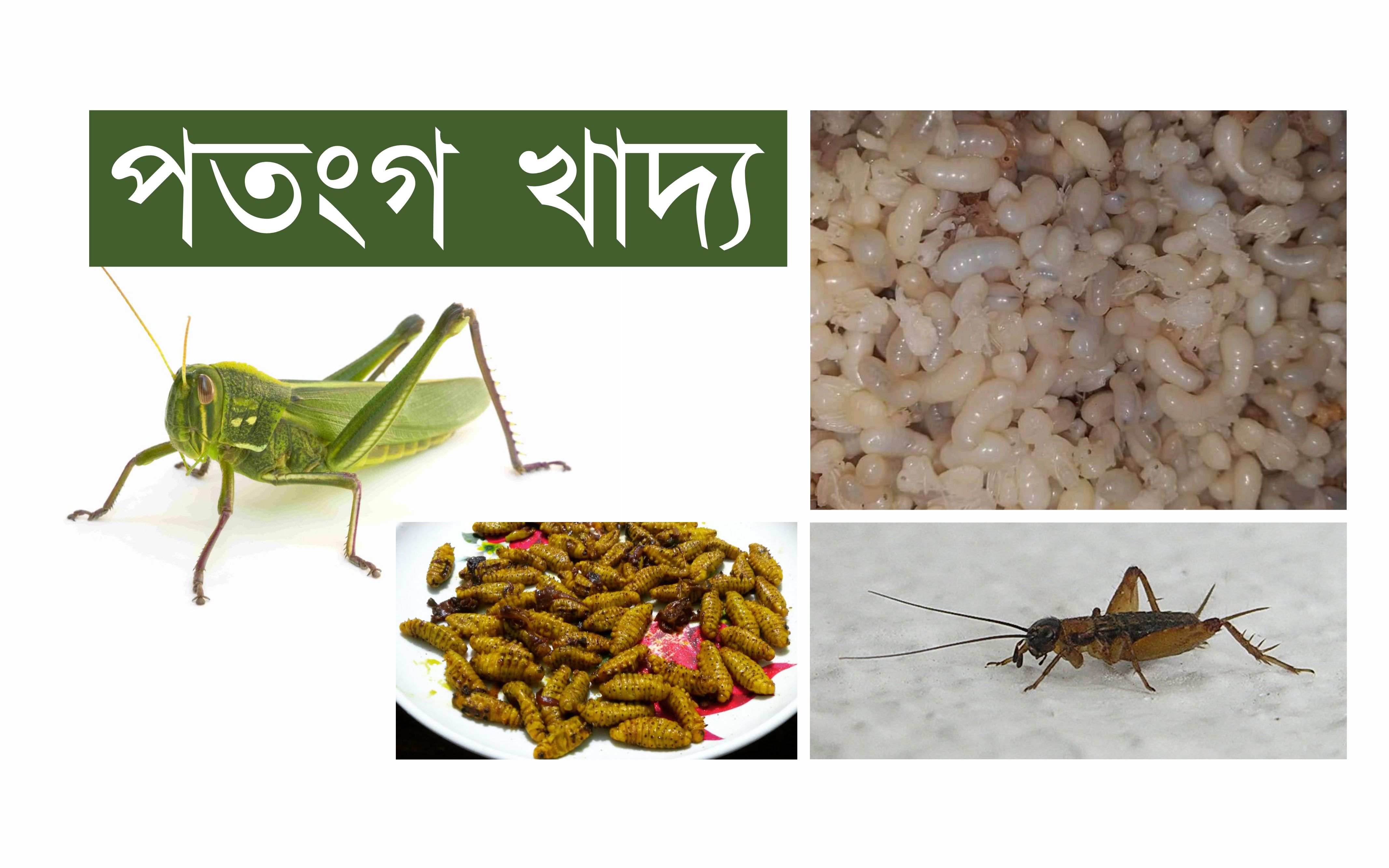 Insect species food
