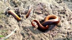 Kuchia Fish Farming a Profitable Business