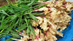 Ginger Farming in Assam