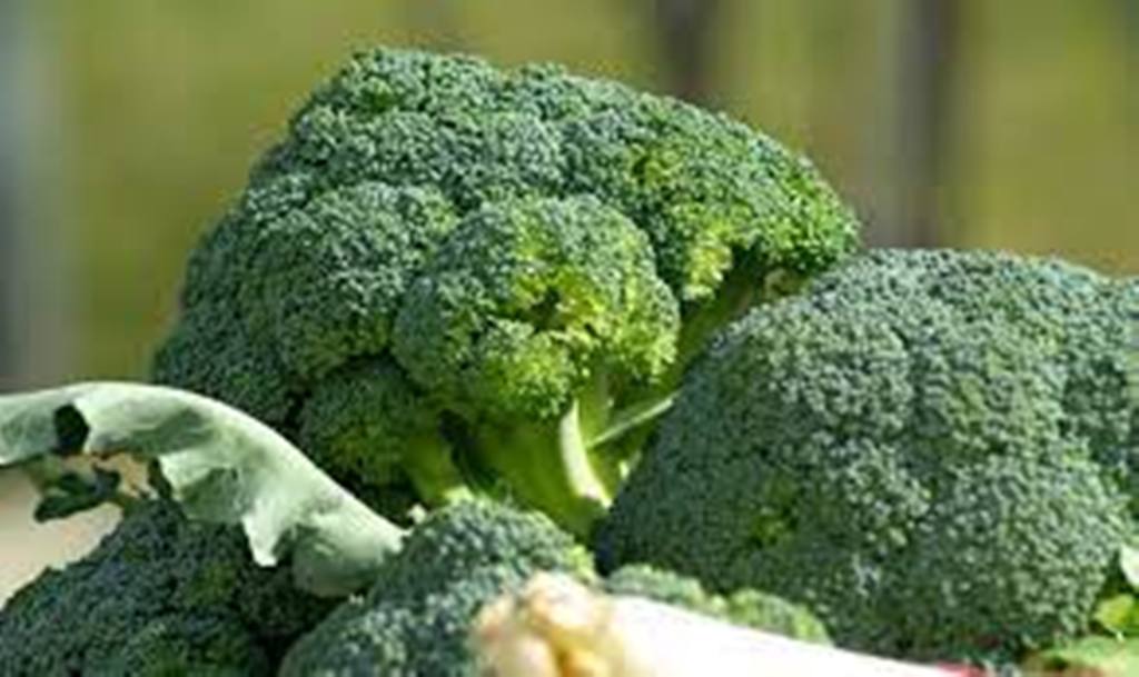 Broccoli Farming: