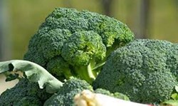 How to grow broccoli for profitable production?