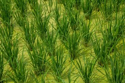 Azolla Benefits for Paddy Cultivation