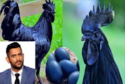 MS Dhoni does The Kadaknath Chicken Business