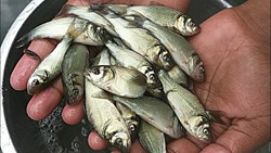 Fishing detection and pond matching techniques-