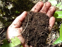 how to collect sample for soil testing