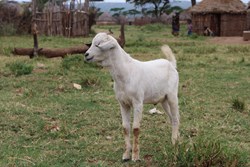 Symptoms and remedies for PPR disease of goats