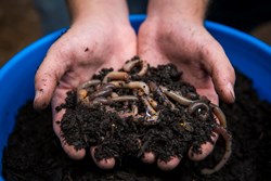 How do earthworms help in sustainable Agriculture
