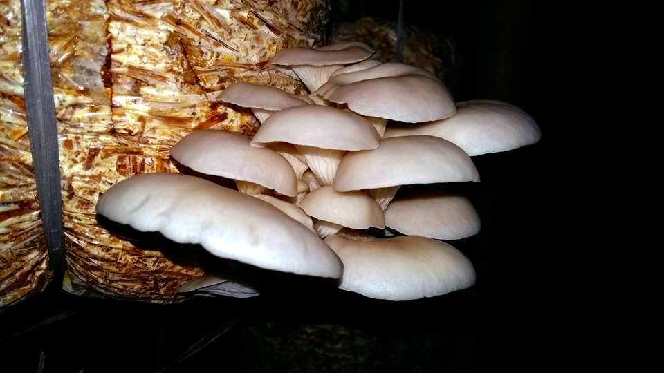 Mushroom Cultivation a Profitable Business for Farmers