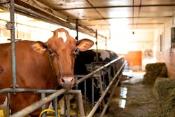 highest milk producing cattle Breeds in india